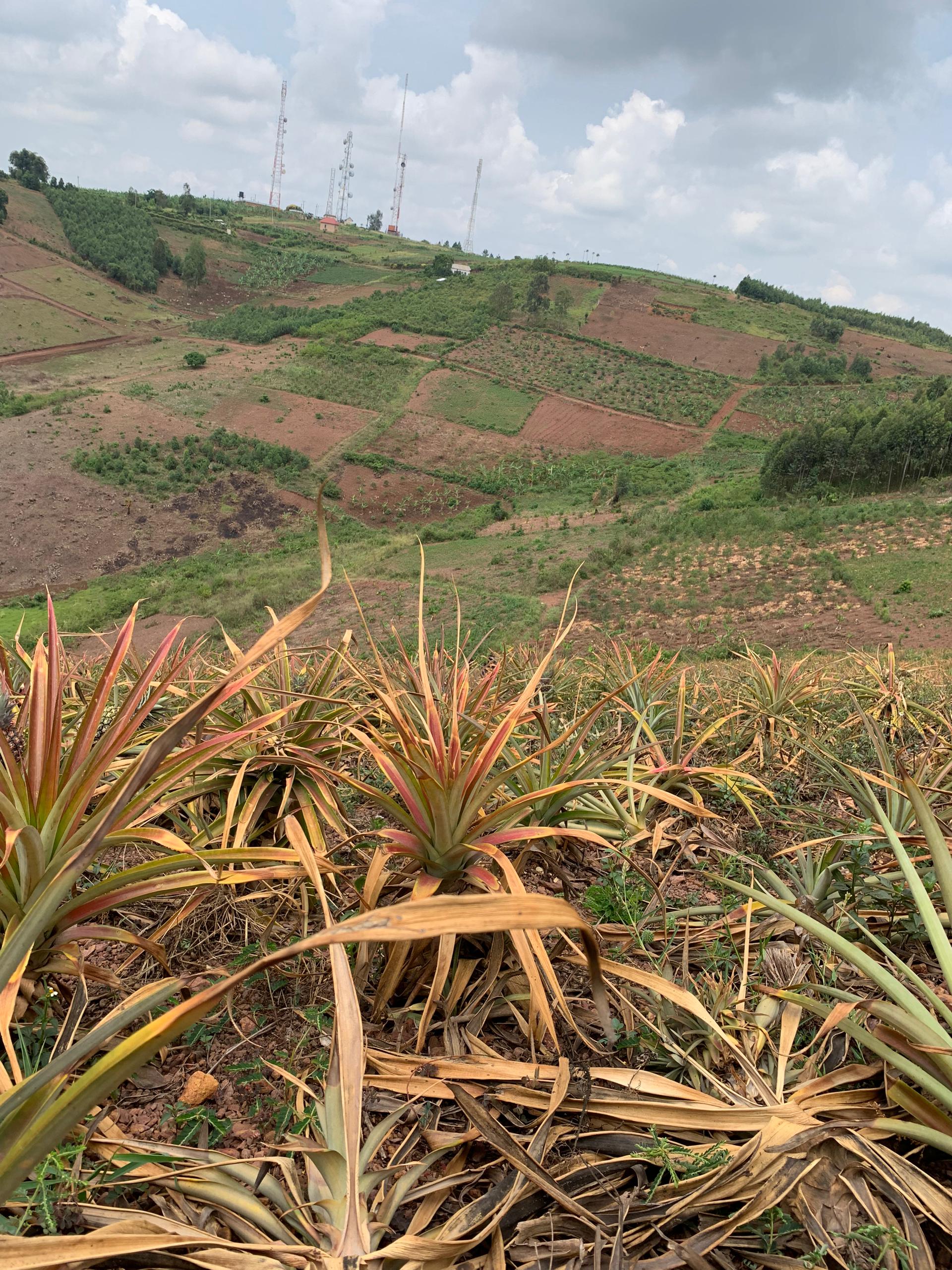 Small Farm Land